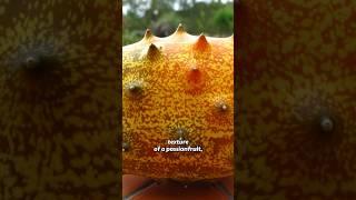 How does this SPIKEY African Fruit Taste? Kiwano  African Horned Melon