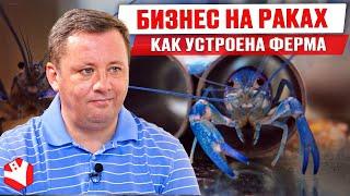 Бизнес идеи разведение раков  Австралийский рак  Устройство фермы