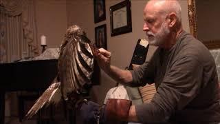 Part 1Training Alice a red tailed hawk for falconry. Day 1