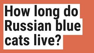 How long do Russian blue cats live?