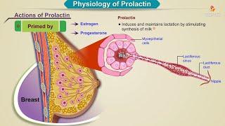 Physiology of prolactin Animation  Endocrine Physiology USMLE Step 1