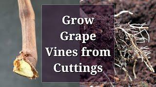 Grow Grape Vines from Cuttings Hardwood Propagation