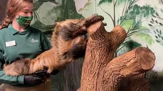 Animal Encounter with a Two-Toed Sloth at Oglebay Good Zoo