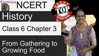 NCERT Class 6 History Chapter 3 From Gathering to Growing Food  English  CBSE @ doorsteptutor.com