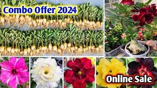 Grafted Adenium Plants  Online Sale  Adenium Combo  Low Price Desert Rose sell Horticultureking