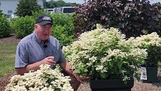 Update on Hydrangea pan. Early Evolution  How did the plant we planted in a container turn out?