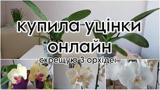 #орхідеї уцінки відцвіташки 150 грн з інтернету ВПЕРШЕ   запилюю орхідеї вдома ️