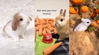 The CUTEST BUNNY RABBITS on the Internet 2023  Easter Bunnies TikTok Compilation #1