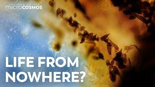 Can Microbes Just Appear Out Of Nowhere?
