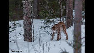 Ilves lynx lodjur