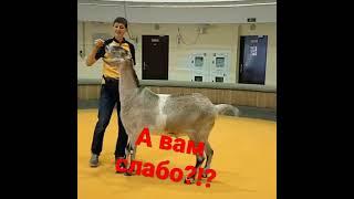 Козел прыгает через скакалку Nubian goat in the circus