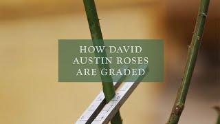 How David Austin Roses are Graded