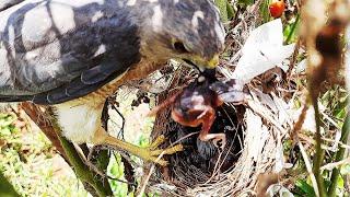 FALCON Smashes Out Sleeping Baby Bird  Falcon Attack  Sparrow Hawk  Juvenile peregrine falcon