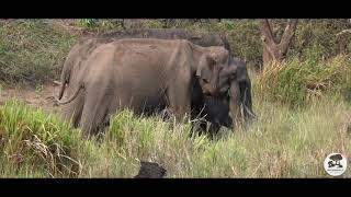 Nagarahole grassland