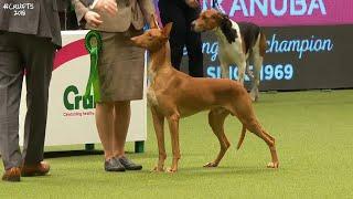 Best of Breed Hound GroupPHARAOH HOUND2017-2022