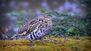 RUFFED GROUSE Hunting Like This Is BANNED in Most Places