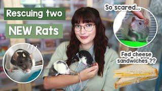 I rescued two baby rats... they were fed sandwiches?  VLOG