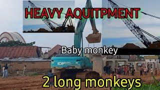 2 long baby monkeys with heavy aquitpment