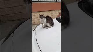 #shorts #cats #cat #catlover #catslovers #cute #trending #viral #funny #reels #love #keşfet #short