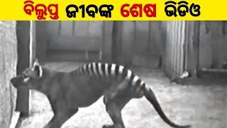 ବିଲୁପ୍ତ  ହୋଇଯାଥିବା ଜୀବ  Extinct Animal in odia  Gayadhar Sial OR 