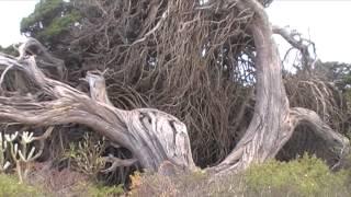 Exploración botánica en la Isla de El Hierro