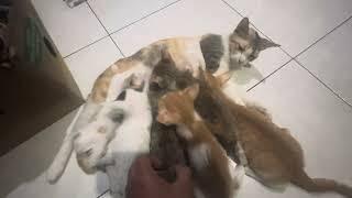 Nyusu ke Induk Kucing lain karna induknya aslinya ga mau nyusuin