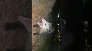 Petting wild possum