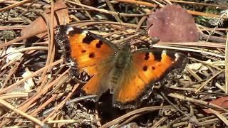 California Tortoiseshell