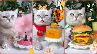 MÈO NẤU ĂN  CAT CAN COOK   DELICIOUS FOOD ON CHINESE TIKTOK  DOUYIN #2