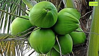 Top 10 Benefits of Coconut Water  Nutritional Facts  Coconut Water Disadvantages and Side Effects