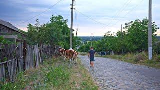 Closer to nature The daily routine of rural life in Eastern Europe