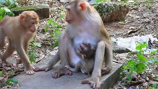 Young monkey comes to comfort her cute sister