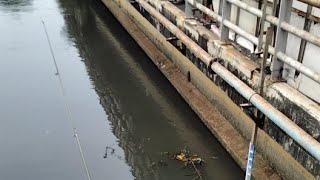 IKAN GURAME BERMUNCULAN DI KALI JAKARTA