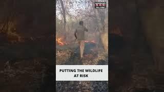 Massive Fire Breaks Out At Sariska Tiger Reserve In #Alwar #Rajasthan #Shorts