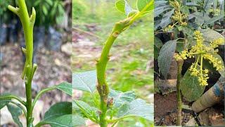 Unique avocado grafting technique is 100% successful  Avocado Grafting technique