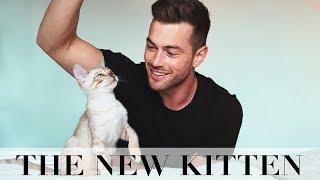 MY FIANCE REACTS TO A NEW KITTEN  Ali Gordon & Lydia Millen