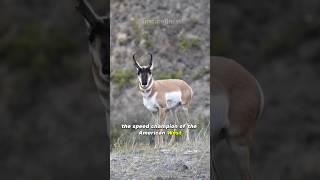 Pronghorn  World’s Fastest Animal in the American West