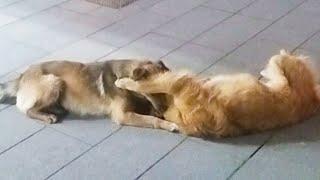 Beautiful dogs roll around in the street and enjoy their game