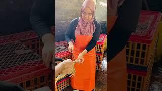 Practical work slaughtering a chicken