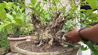 Perawatan Bahan Bonsai Wahong Laut