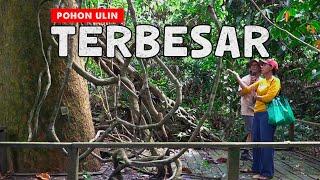 WOW ONLY IN INDONESIA MORE THAN 1000 YEARS OLD IN EAST KUTAI