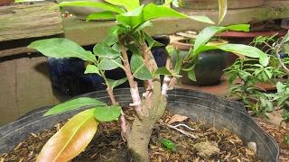 Grafting bonsai breeding