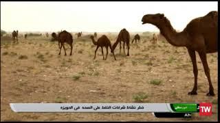Iran’s oil companies activities  endanger the habitats of camels local to the Ahwaz region