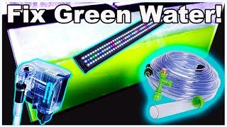 How to Fix Green Water in Your Fish Tank