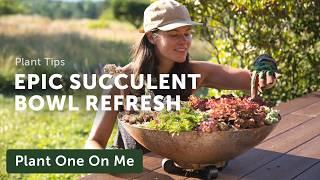 COLD-HARDY SUCCULENT Planter Refresh with Special Guests — Ep. 383