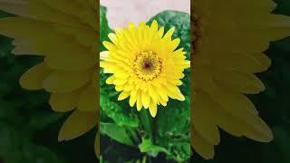 #flower #reels #shortvideos #funny #vlog #youtubeshorts #viral #love #reelsindia #youtubevideos