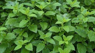 How to Dry Lemon Balm