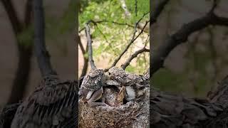 Woodbird babies opening wings #shorts