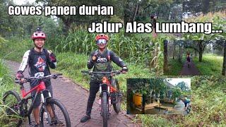 Gowes Panen durian..Jalur idaman di alas lumbang. #pasuruan  #gowesindonesia #siskiu #gowes #mtb