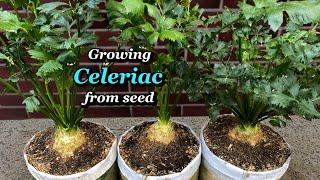 Growing Celeriac from Seed to Harvest - Step by Step in Containers or Grow Bags Celery Root